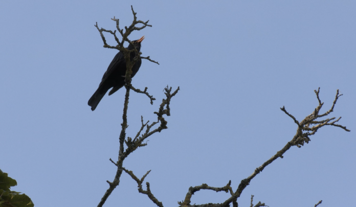 En Moselle, la disparition des oiseaux inquiète les organisations de protection de l'environnement.