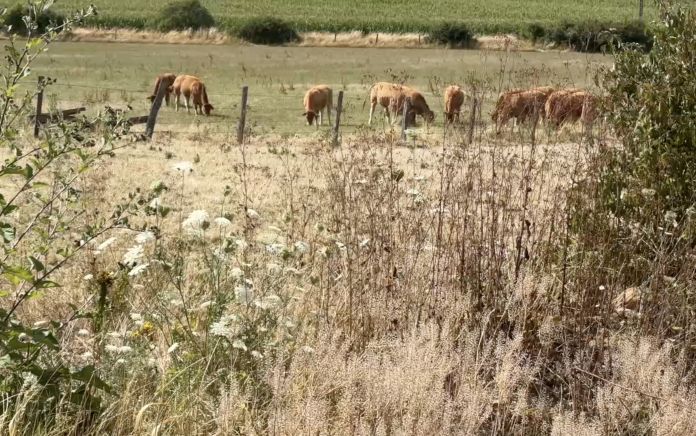 Alerte sécheresse en Moselle. Une situation qui pénalise les agriculteurs.