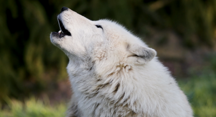 parc de Sainte-Croix