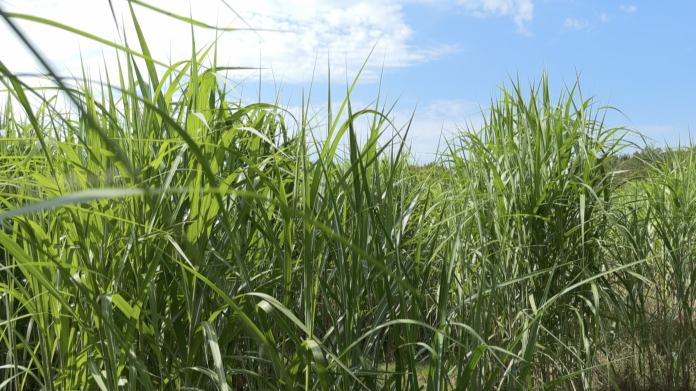 Le miscanthus, une plante d'avenir ?