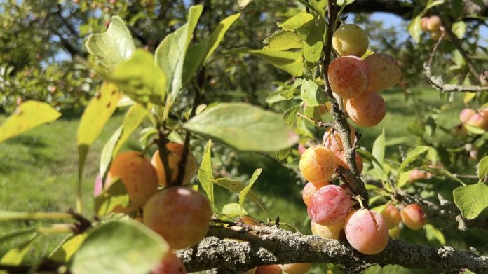 La récolte des Mirabelles démarre