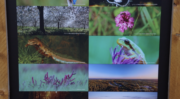 Center Parcs : une exposition sur la richesse de la biodiversité de Moselle Sud