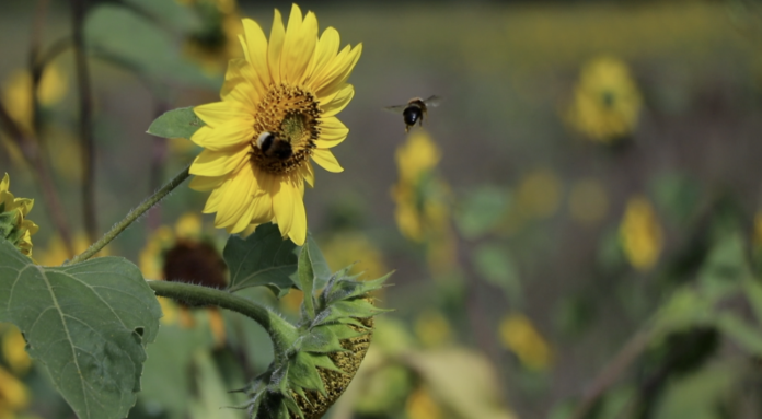 Territoire de faune sauvage : le domaine équestre des Bachats obtient le label