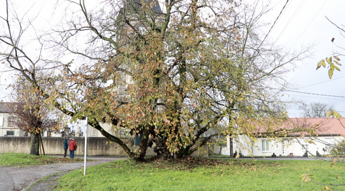 L’orme de Bettange sera-t-il élu arbre de l’année 2023 ?