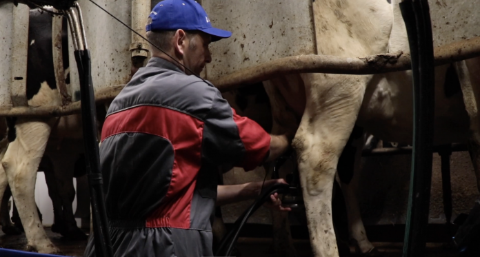Prix du lait, aides, norme : un agriculteur de Volstroff raconte son quotidien