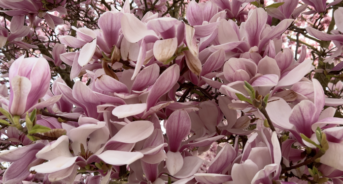 Quinze villages mosellans dans le palmarès des villes et villages fleuris 2025