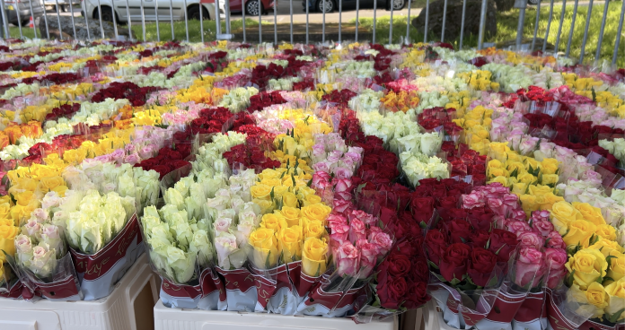 À Forbach, on prépare la 27e édition d'une rose un espoir, opération contre le cancer
