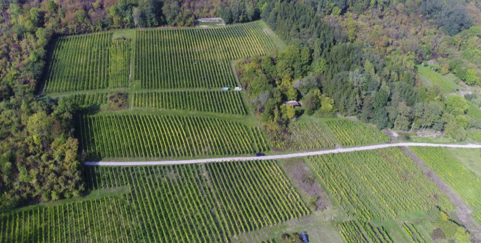 Les vignes en Moselle touchées par le gel tardif