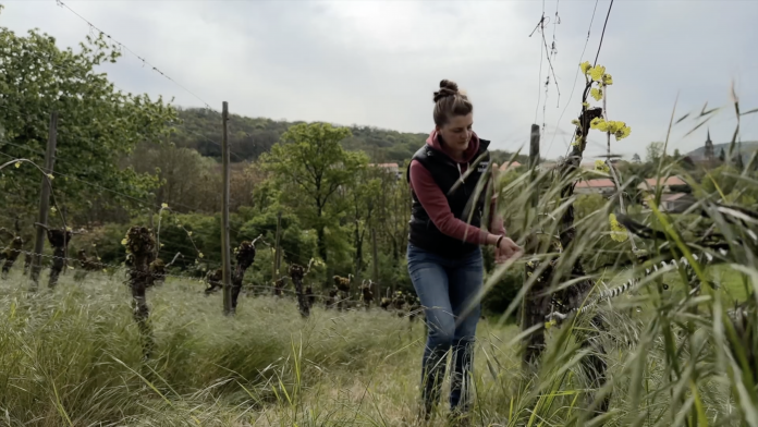 Claire Hamelin-Boyer, nouvelle viticultrice, dans ses vignes