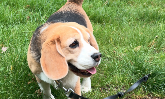 Chiens tenus en laisse