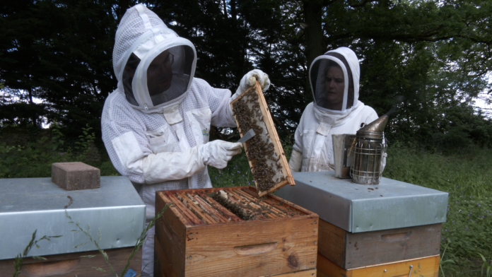 La récolte de miel touchée par les intempéries 