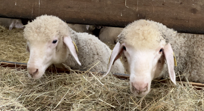 Fête de la laine à Guébling : la laine dans tous ses états