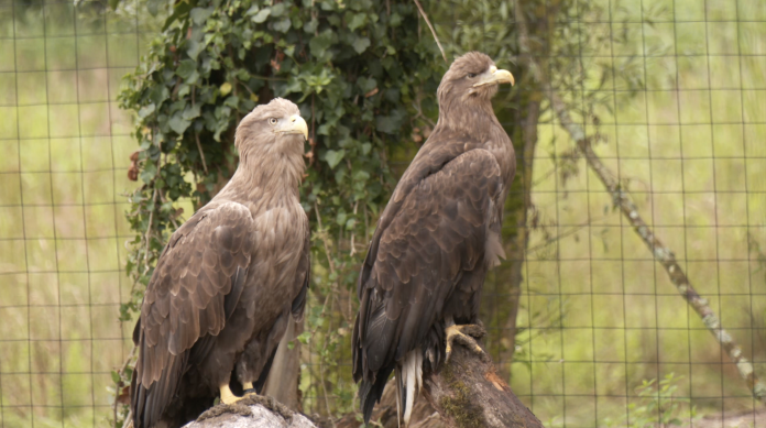 Ce couple de pygargues à queue blanche a été relâché dans une volière au parc de Sainte-Croix