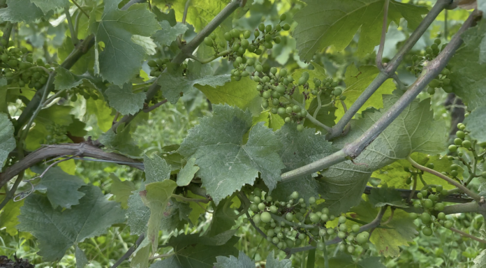 Vignoble : le mildiou donne du fil à retordre aux viticulteurs