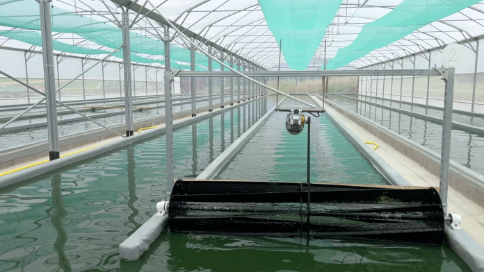 La spiruline : un super-aliment produit sous serres, qui présente des vertus exceptionnelles