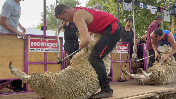 Festi'Mout à Réchicourt-le-Château : un concours de tonte au poil