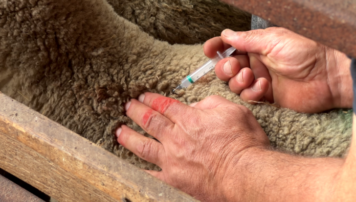 La fièvre catarrhale en Moselle, les éleveurs prennent des mesures