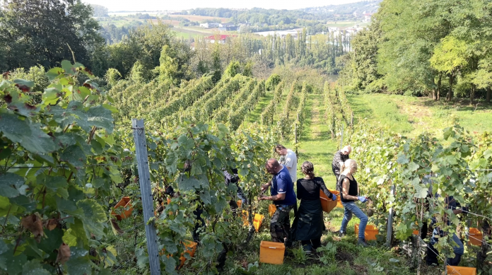 L'heure des vendanges a sonné pour les viticulteurs mosellans
