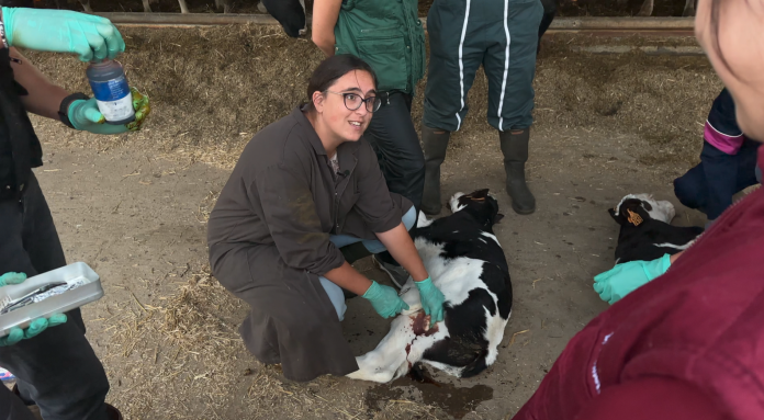 Immersion dans une exploitation agricole pour de futurs vétérinaires