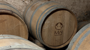 Mini-série : après les vendanges, le travail de vinification