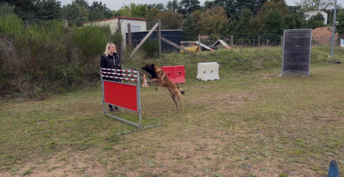 Le ring : une discipline qui a du chien