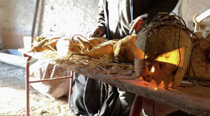 Nouvelle édition des betteraves grimaçantes au château Saint-Sixte