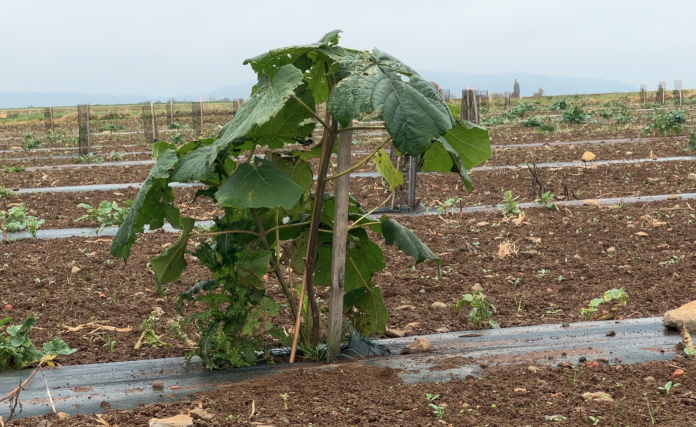 La culture du Paulownia s’invite en Moselle