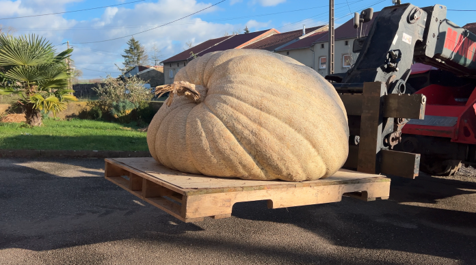 Un potiron de 304 kilos transformé en soupe pour le téléthon