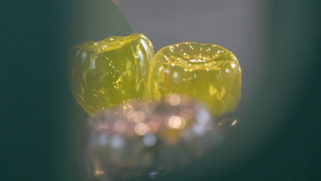 Kaktus, Boule de Meisenthal 2024