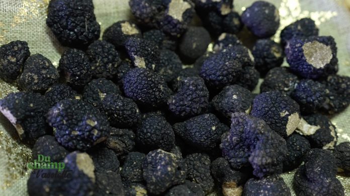 truffes de lorraine - Marc Billon