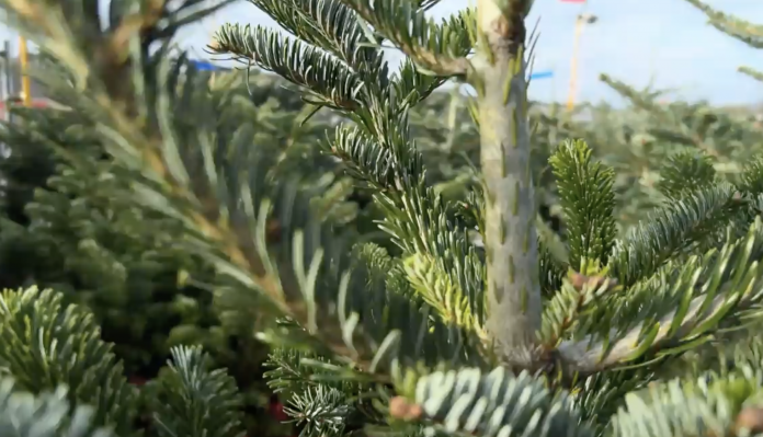 Sapin de Noël, comment les valoriser ?
