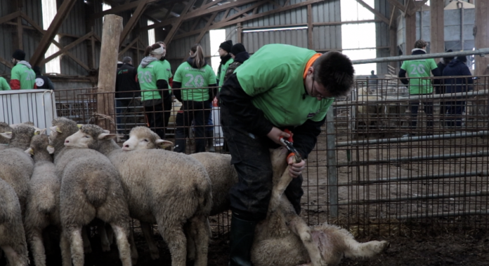 Les élèves du lycée agricole de Château-Salins se défient aux Ovinpiades