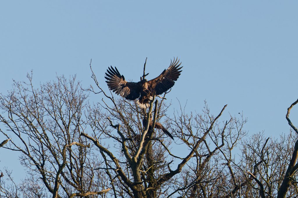 Couple sauvage de pygargues à queue blanche à Sainte-Croix - Crédit : Philippe COUTRET