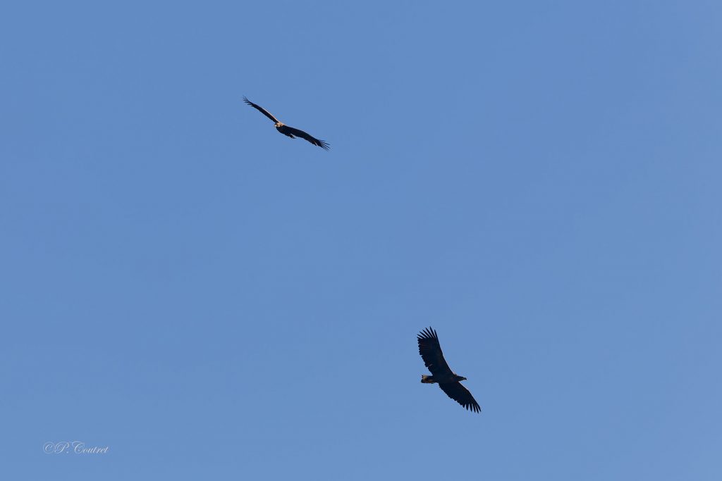 Couple sauvage de pygargues à queue blanche à Sainte-Croix - Crédit : Philippe COUTRET
