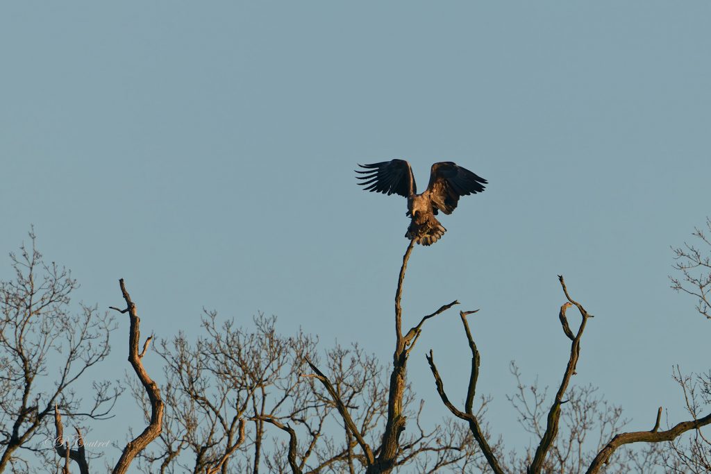 Couple sauvage de pygargues à queue blanche à Sainte-Croix - Crédit : Philippe COUTRET
