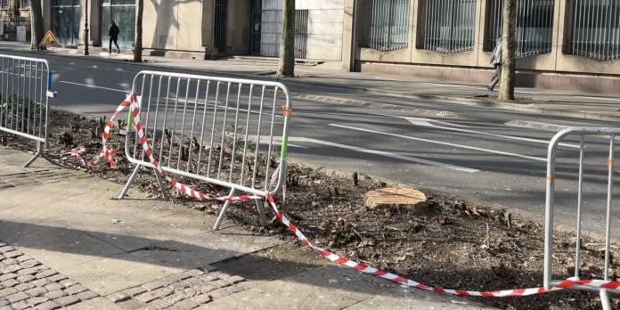 Le Zap 57 : une polémique après des arbres coupés