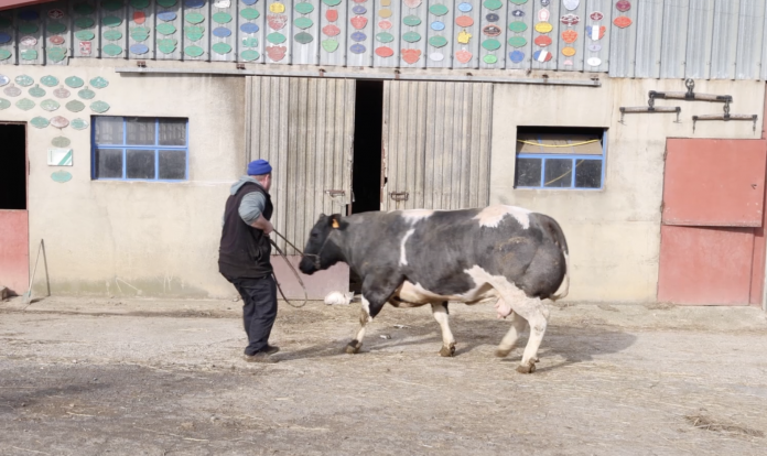 La famille Desfrères emmène sa vache Paladine au Salon de l'Agriculture