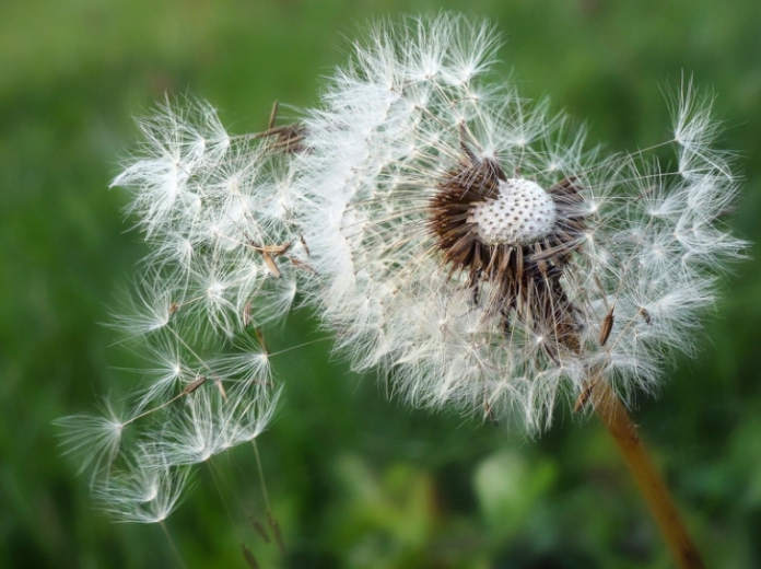 Pollen. Crédit photo : AtmoSud