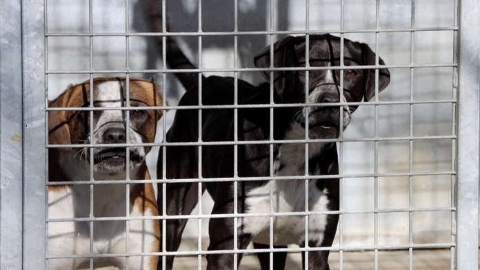 Les capacités d'accueil déjà atteintes en début d'année à la SPA de Forbach