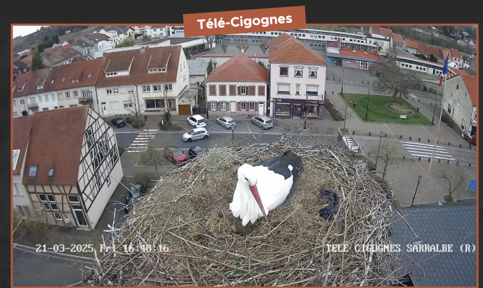 Mélodie couve tranquillement son oeuf !