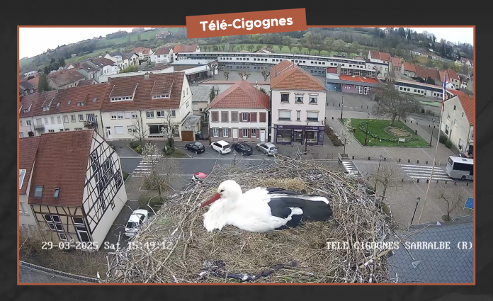 Un sixième œuf pour les cigognes de Sarralbe
