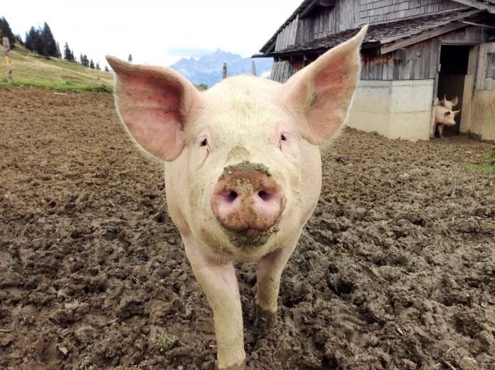 Cochon. Crédit photo : Marchand histoires