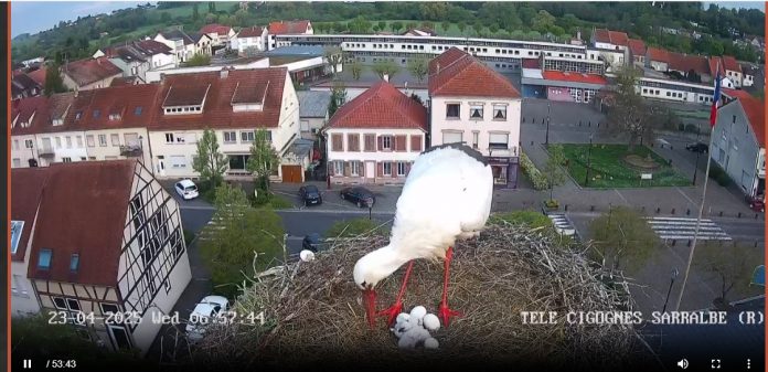 Le couple de cigognes de Sarralbe accueille ses premiers cigogneaux