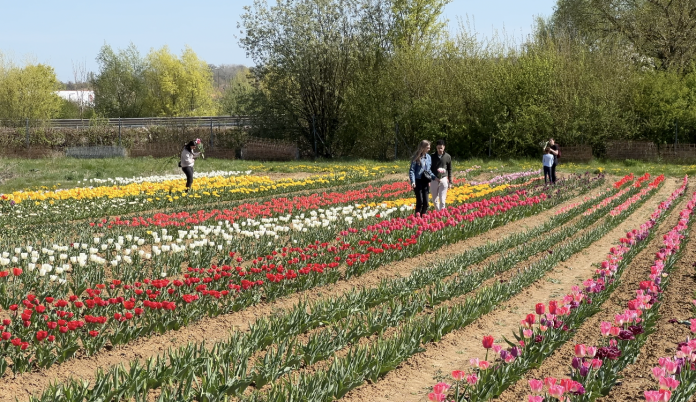 Top départ pour une 33 ème saison de cueillette à Peltre
