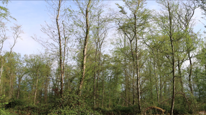 La grogne des propriétaires forestiers en Moselle