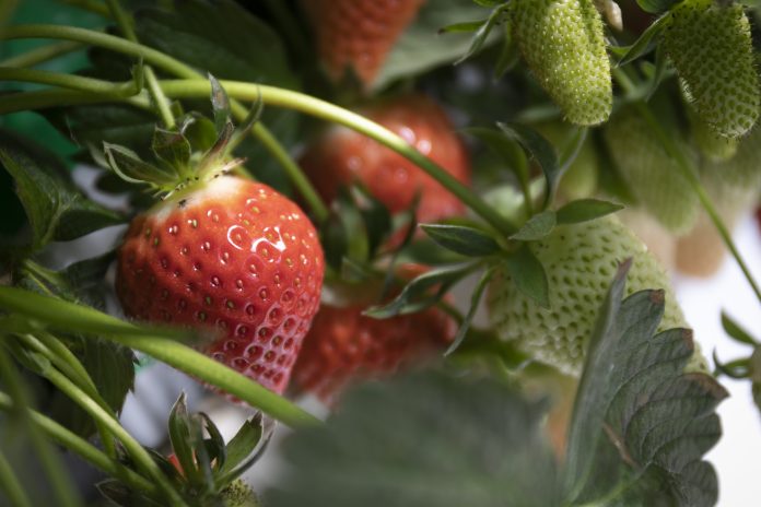 Top départ pour la saison des fraises ! Crédit photo : Jardins Vitrés