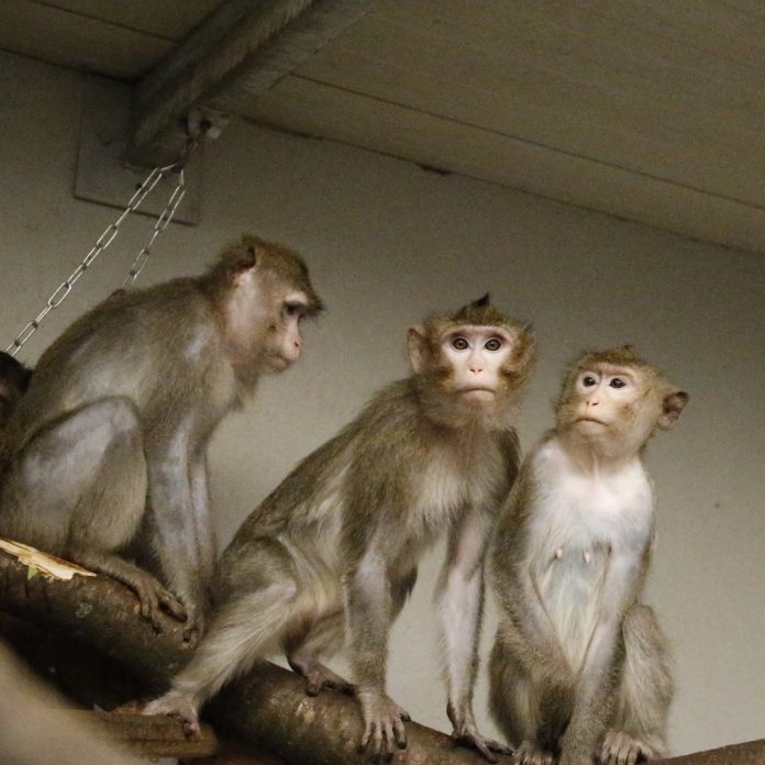 Singes. Crédit photo : Zoo d'Amnéville