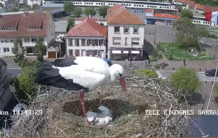 Le Zap 57 : trois cigogneaux sont décédés à Sarralbe
