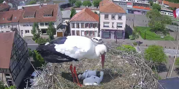 Deux cigogneaux restant dans le nid de Sarralbe