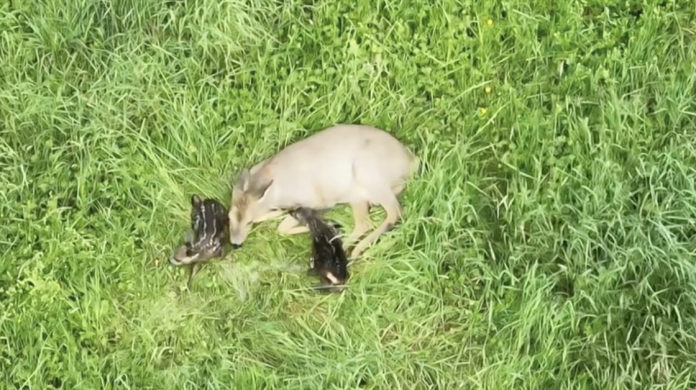 Naissance de deux faons filmée par la fédération des chasseurs de Moselle